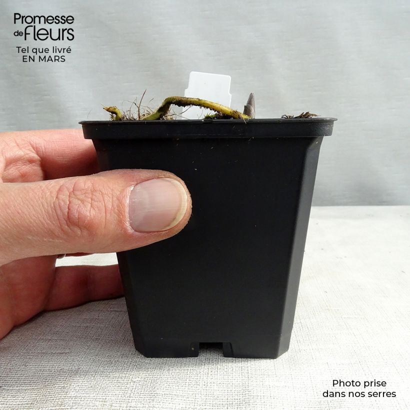 Hosta Blue Umbrellas Vasetto da 8/9 cm esemplare consegnato in primavera