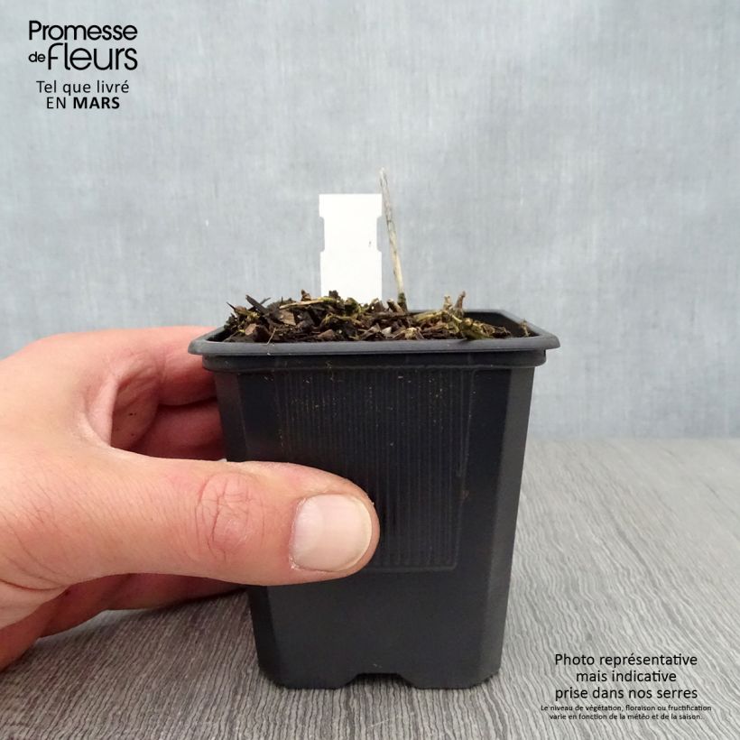 Hosta Bressingham Blue Vasetto da 8/9 cm esemplare consegnato in primavera