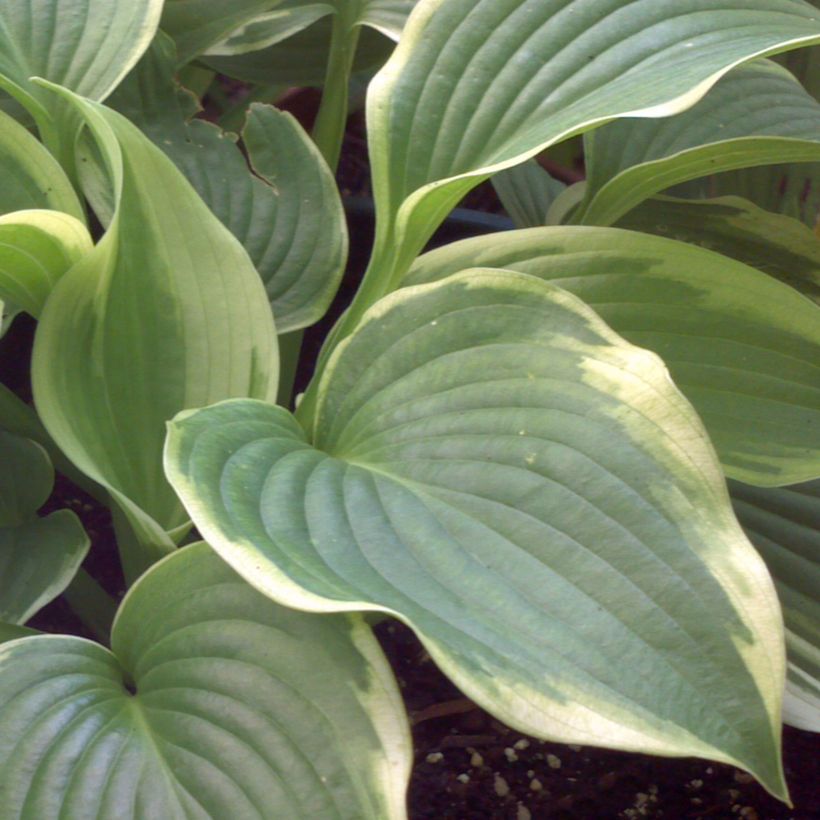 Hosta Bridal Falls (Fogliame)