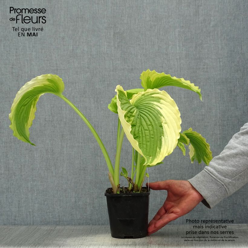 Hosta Bridal Falls Vaso da 1,5L/2L esemplare consegnato in primavera