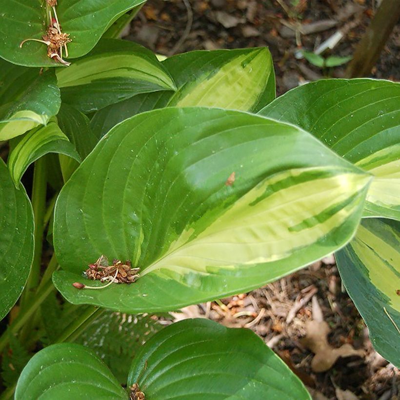 Hosta Broad Street (Fogliame)