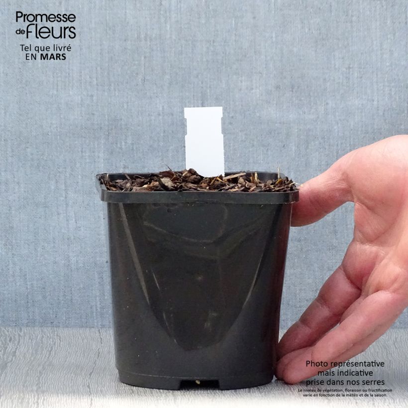Example of Hosta Broadway Vaso da 1,5L/2L as you get in printemps