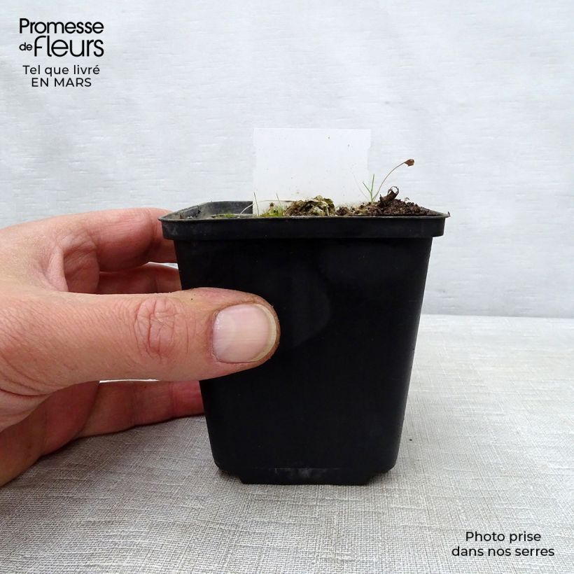 Example of Hosta Carnival Vasetto da 8/9 cm as you get in printemps