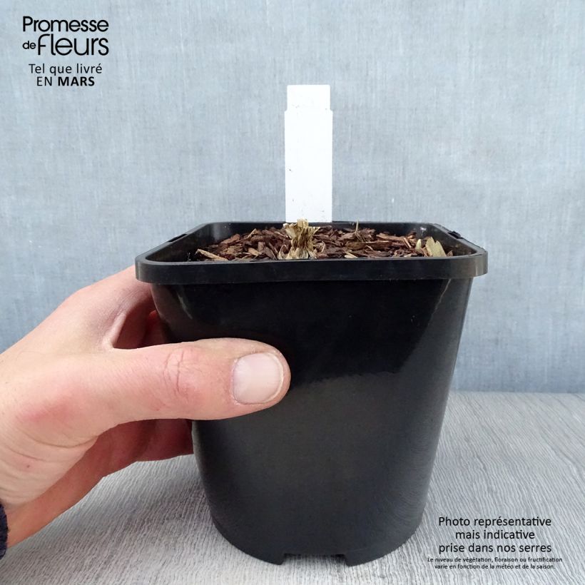 Hosta Cathedral Windows Vaso da 1,5L/2L esemplare consegnato in primavera