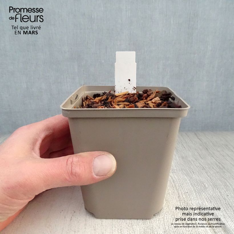 Hosta Cherry Berry Vasetto da 8/9 cm esemplare consegnato in primavera