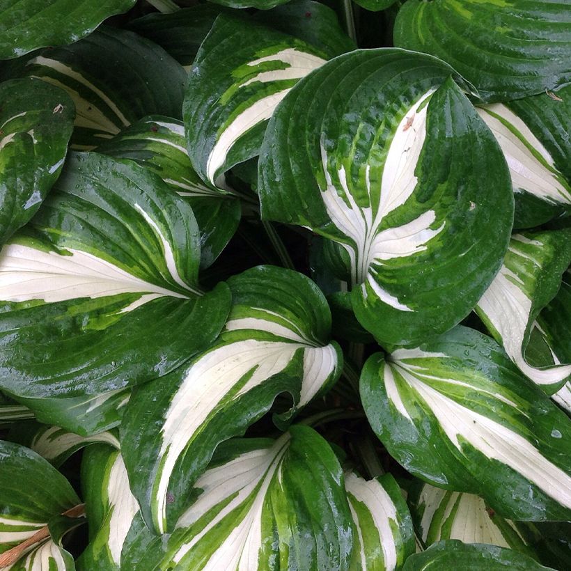 Hosta Clifford's Stingray (Fogliame)