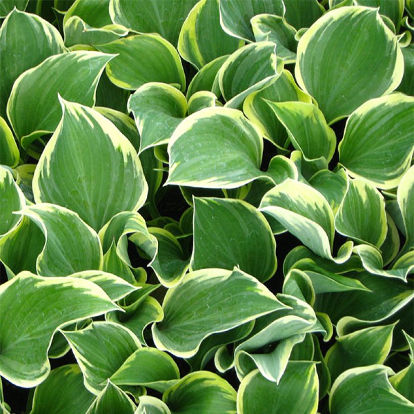 Hosta Clifford's Forest Fire (Fogliame)