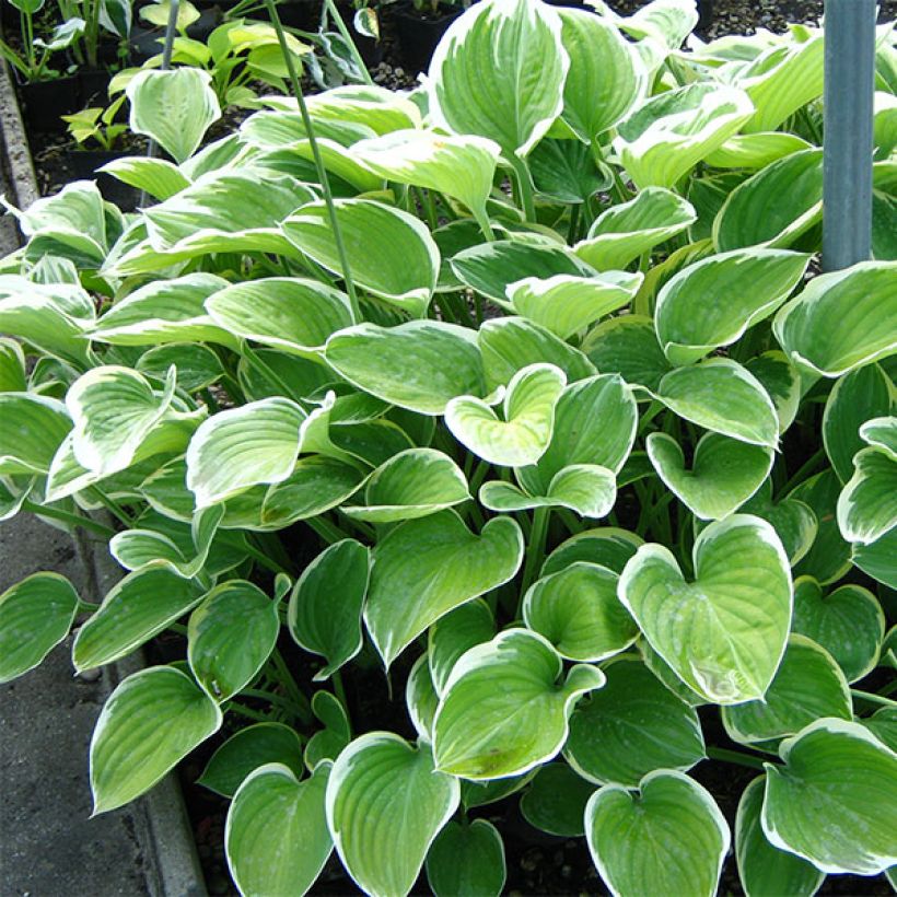 Hosta Clifford's Forest Fire (Porto)