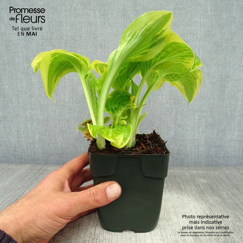 Hosta Delta Dawn Vasetto da 8/9 cm esemplare consegnato in primavera