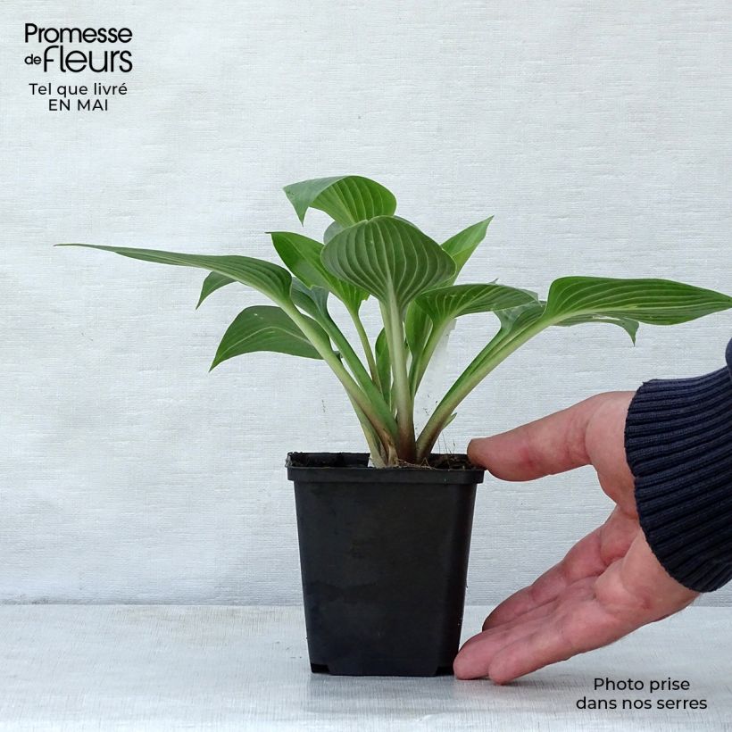 Example of Hosta Devon Green Vasetto da 8/9 cm as you get in printemps