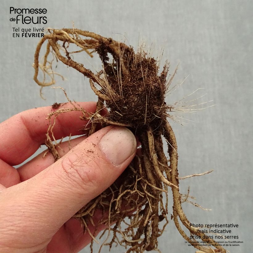 Example of Hosta Devon Green Piante piccole a radice nuda as you get in hiver