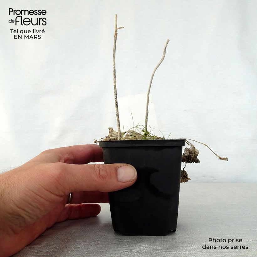 Hosta Diamond Tiara Vasetto da 8/9 cm esemplare consegnato in primavera