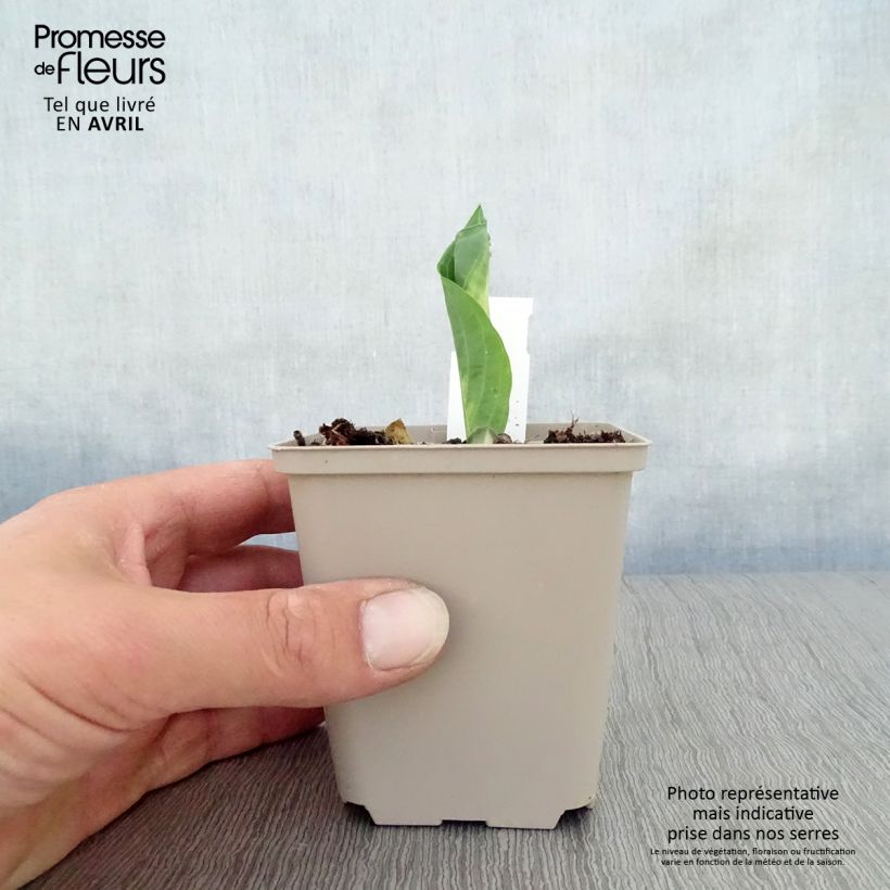 Hosta Dream Queen Vasetto da 8/9 cm esemplare consegnato in primavera