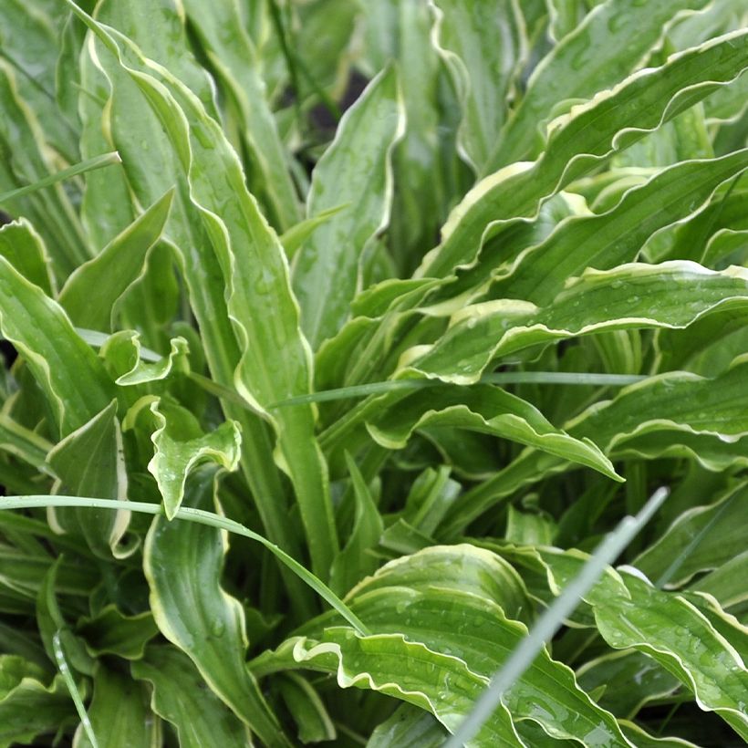 Hosta Electrocution (Fogliame)