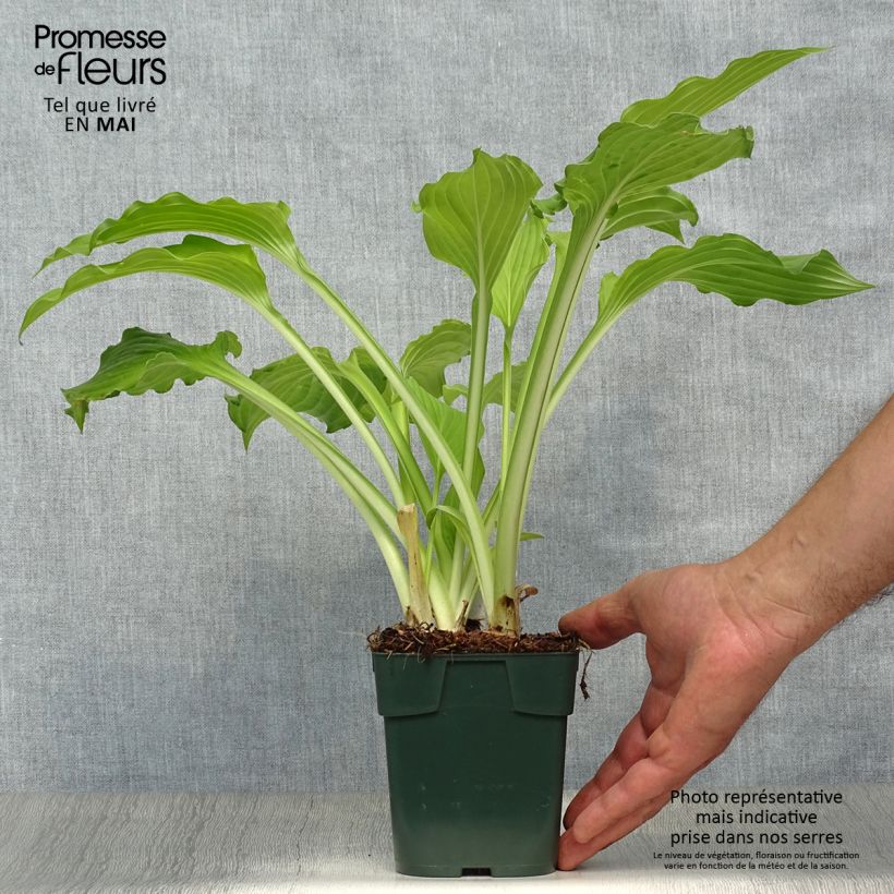 Hosta Elisabeth Vasetto da 8/9 cm esemplare consegnato in primavera