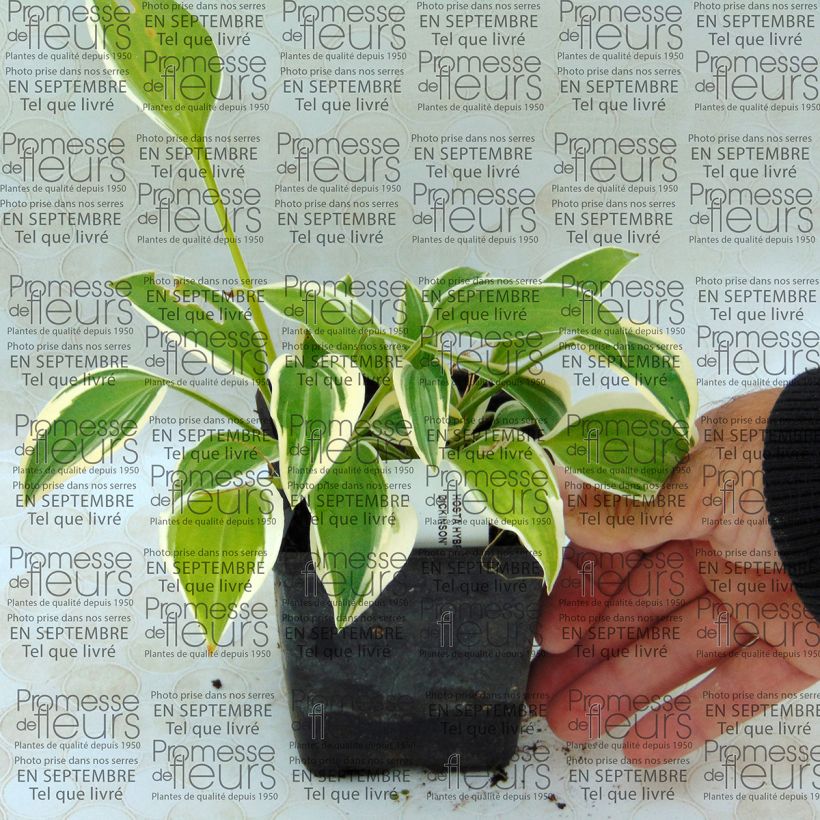 Esempio di esemplare Hosta Emily Dickinson Vasetto da 8/9 cm come consegnato