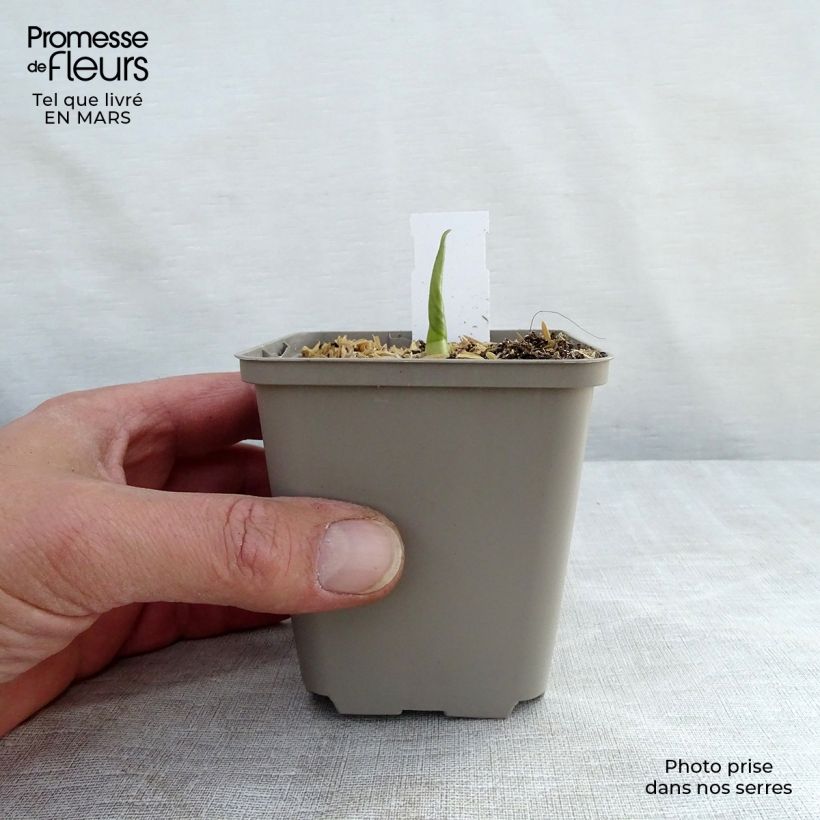 Example of Hosta Empress Wu Vasetto da 8/9 cm as you get in printemps