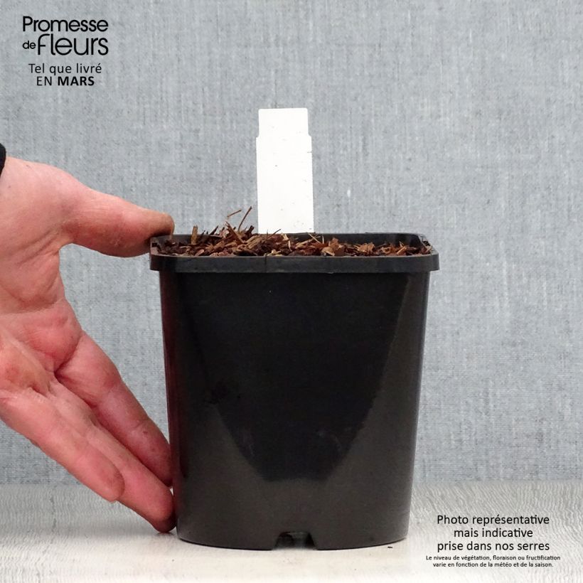 Example of Hosta Empress Wu Vaso da 1,5L/2L as you get in printemps