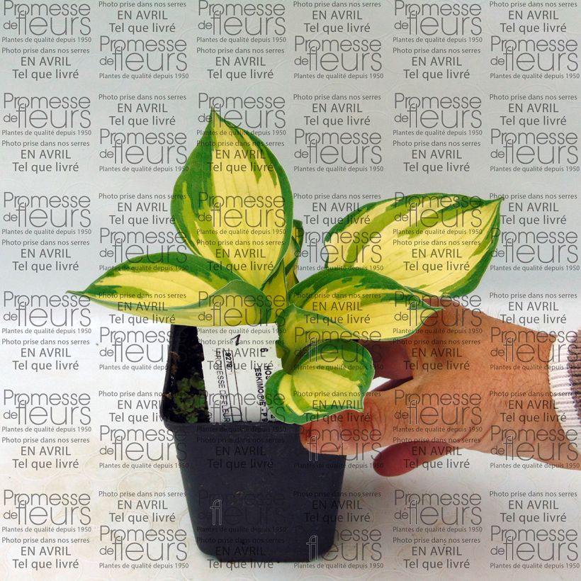 Esempio di esemplare Hosta Eskimo Pie Vasetto da 8/9 cm come consegnato