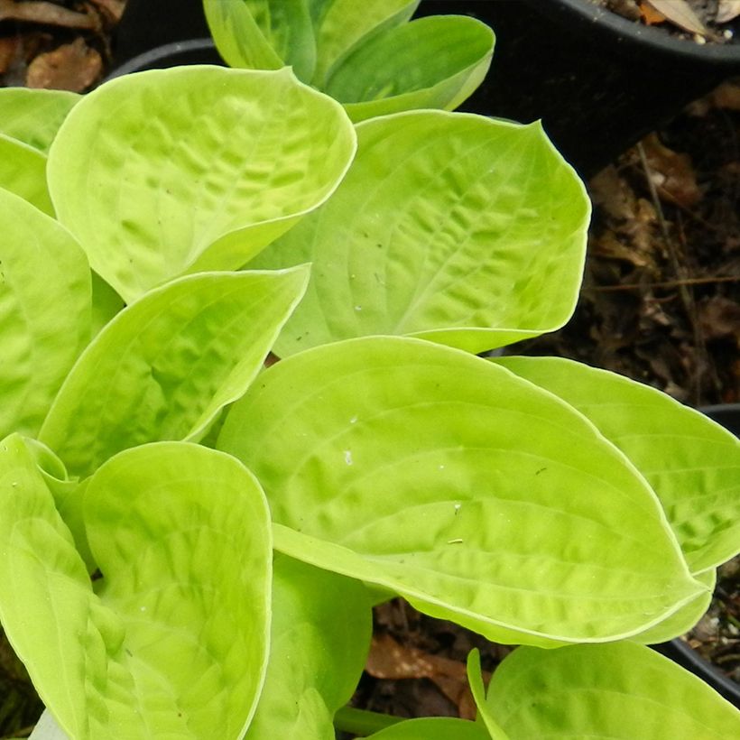 Hosta Eye Catcher (Fogliame)