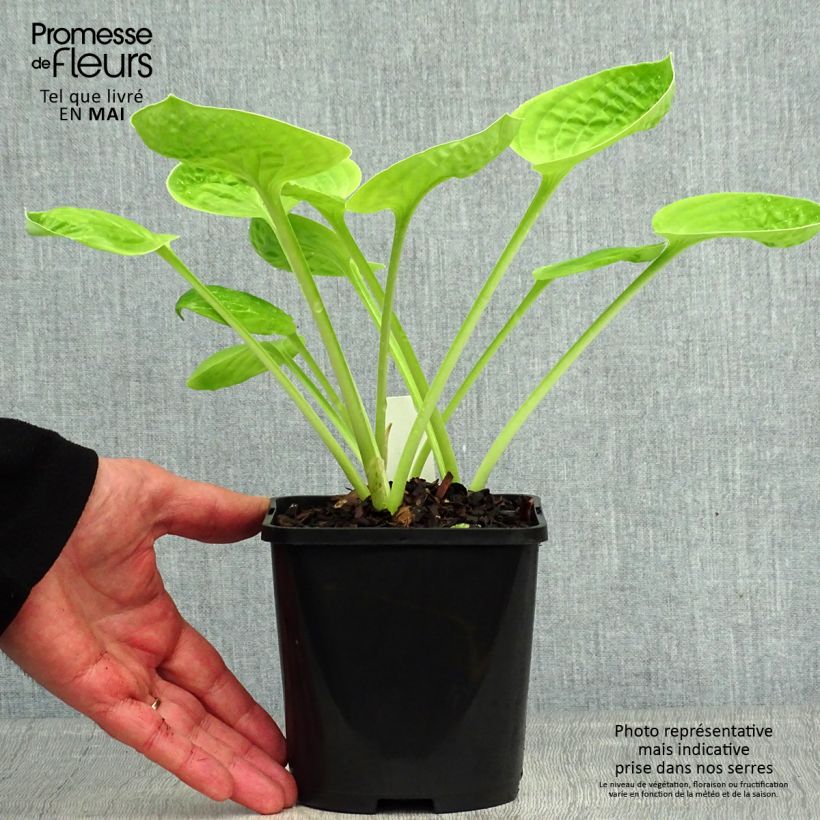 Hosta Eye Catcher Vaso da 1,5L/2L esemplare consegnato in primavera