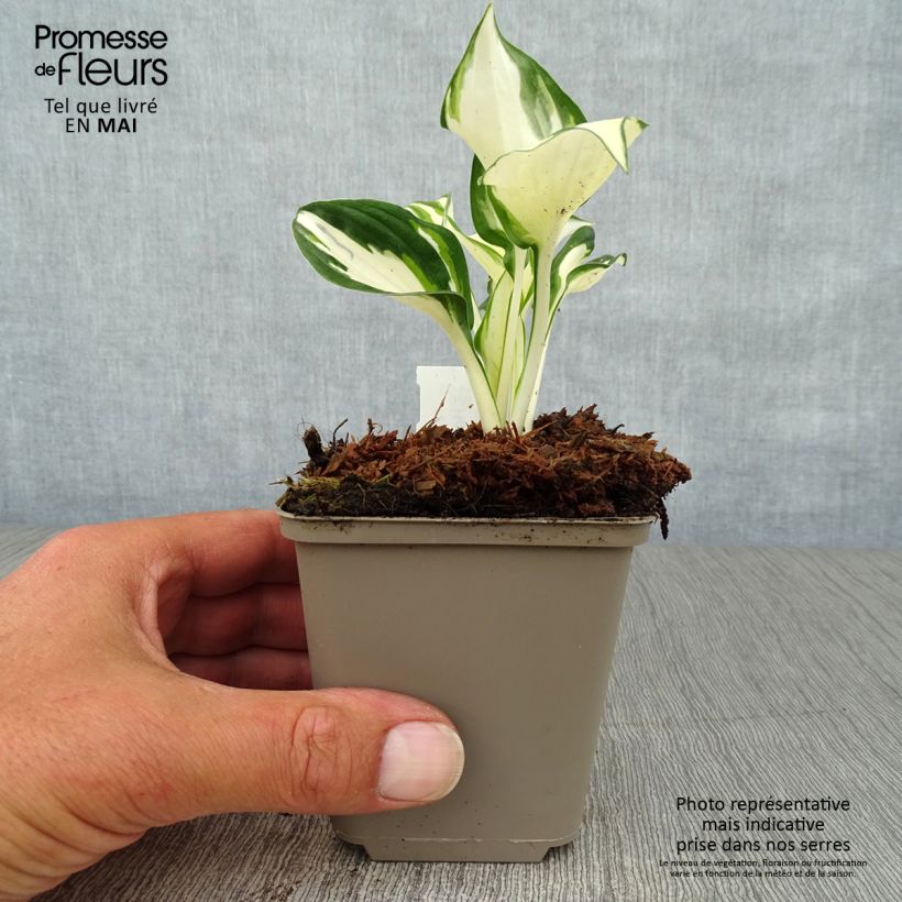 Example of Hosta Fire and Ice Vasetto da 8/9 cm as you get in printemps