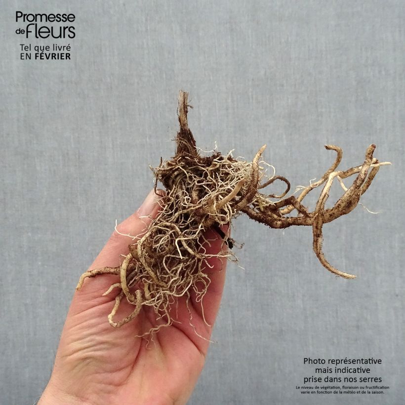 Example of Hosta First Blush Piante piccole a radice nuda as you get in hiver