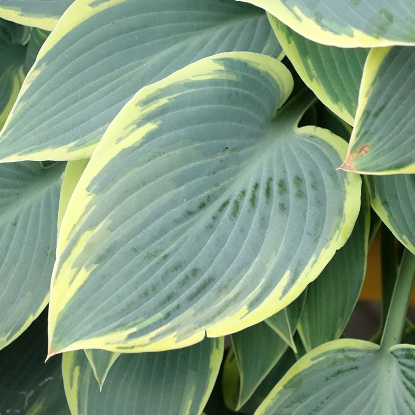 Hosta First Frost (Fogliame)