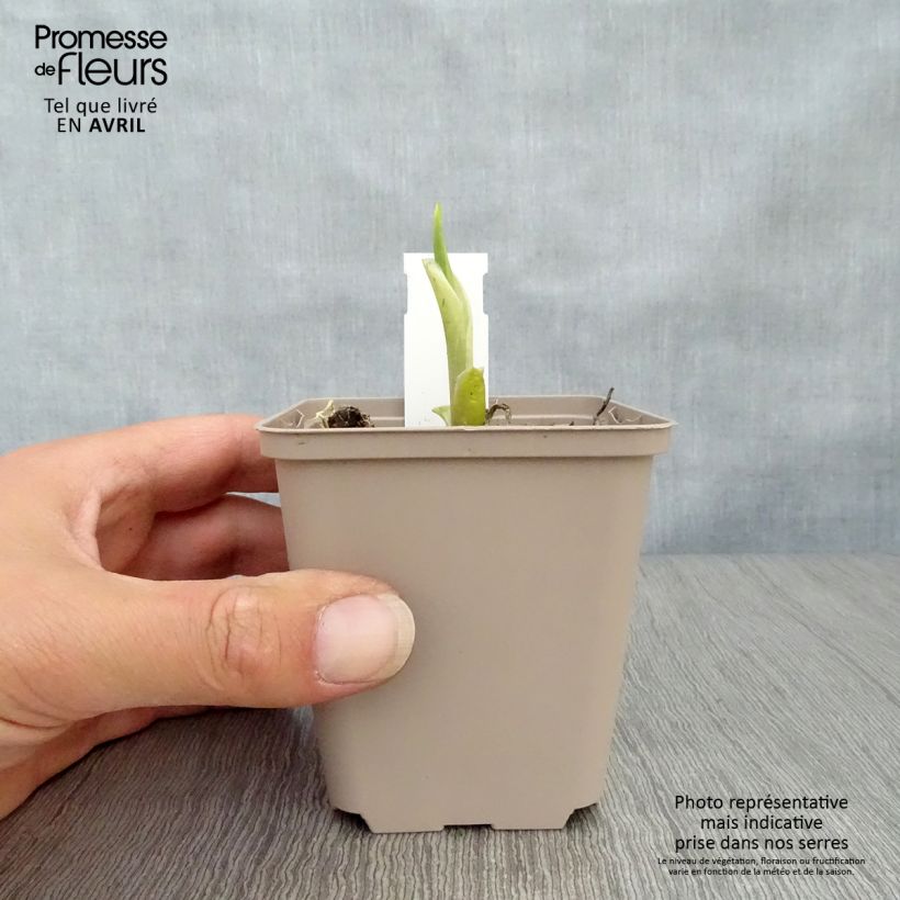 Hosta Fragrant Bouquet Vasetto da 8/9 cm esemplare consegnato in primavera