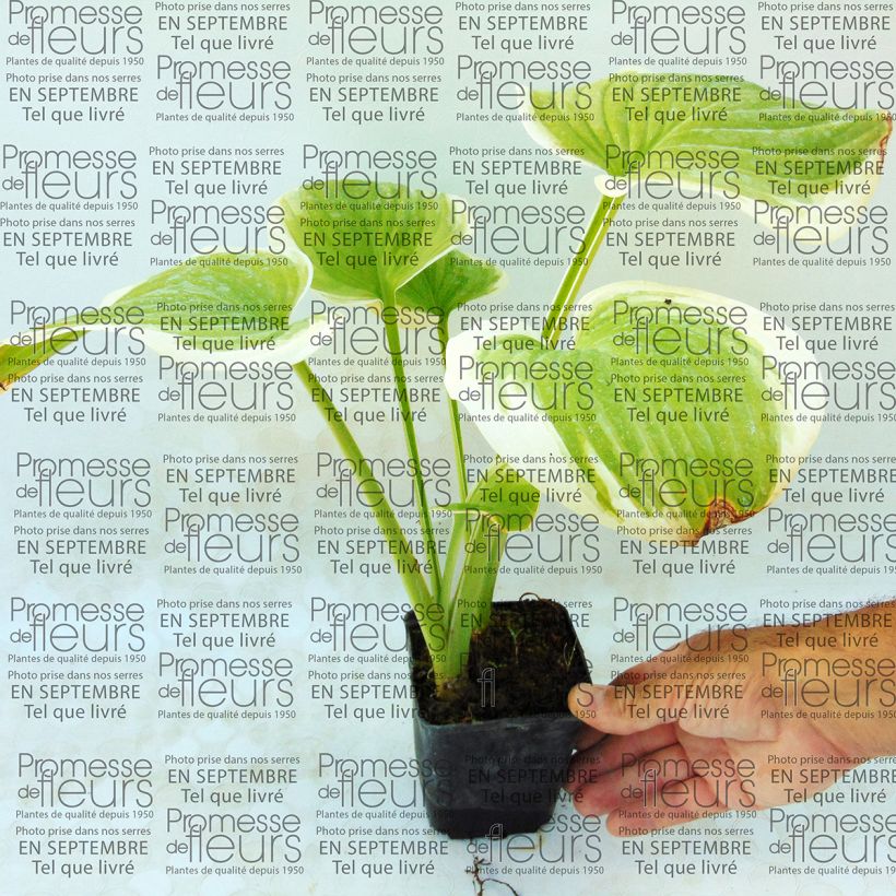 Example of Hosta Fragrant Dream Vasetto da 8/9 cm as you get