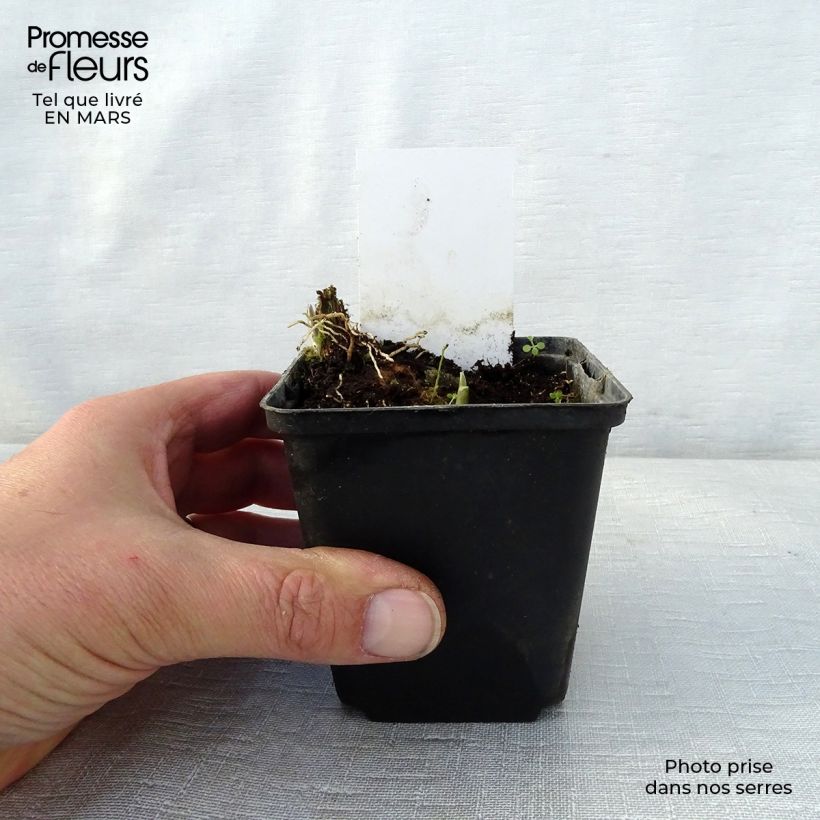 Hosta Fragrant Fire Vasetto da 8/9 cm esemplare consegnato in primavera