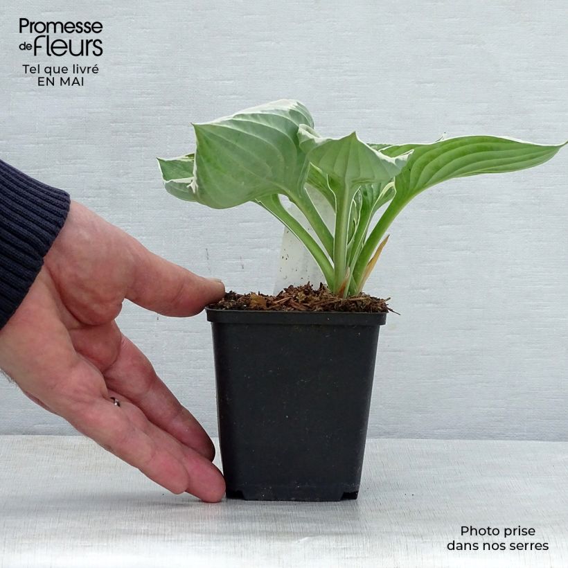 Hosta fortunei Francee Vasetto da 8/9 cm esemplare consegnato in primavera