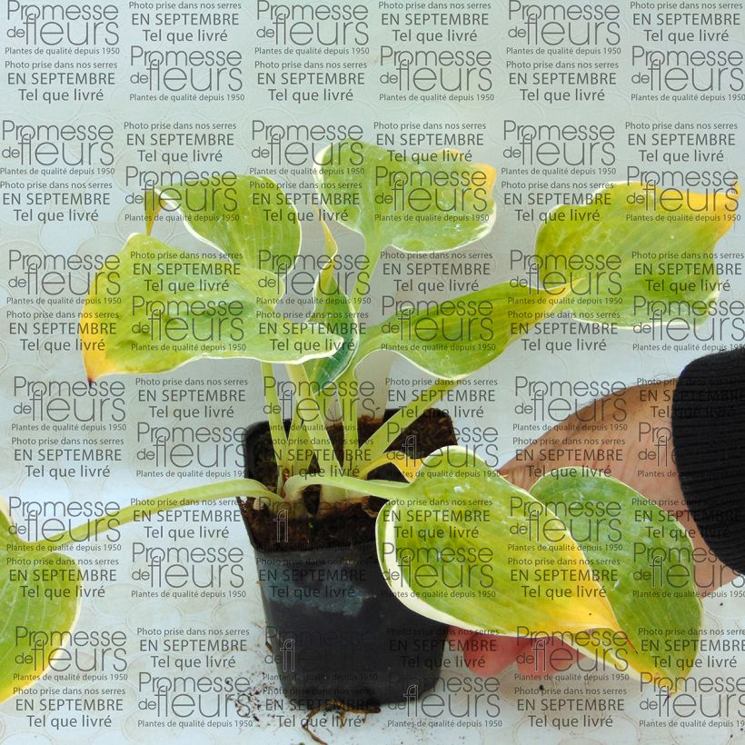 Esempio di esemplare Hosta Dimples Vasetto da 8/9 cm come consegnato