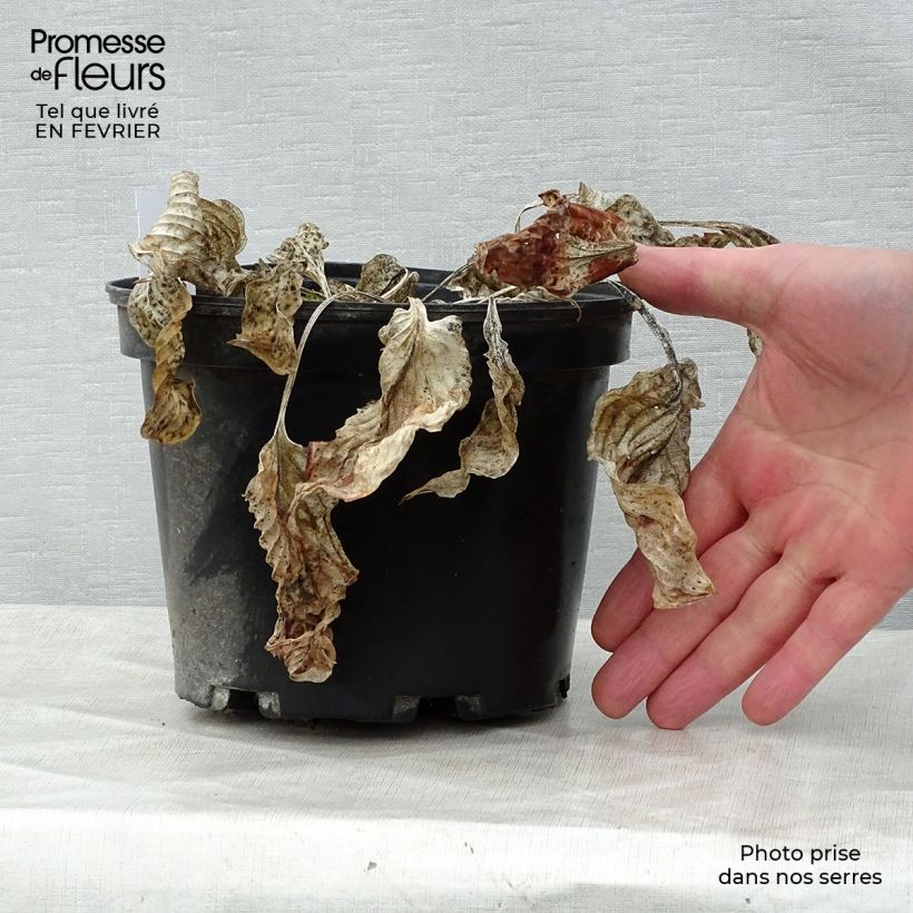 Hosta Gold Regal Vaso da 2L/3L esemplare consegnato in inverno