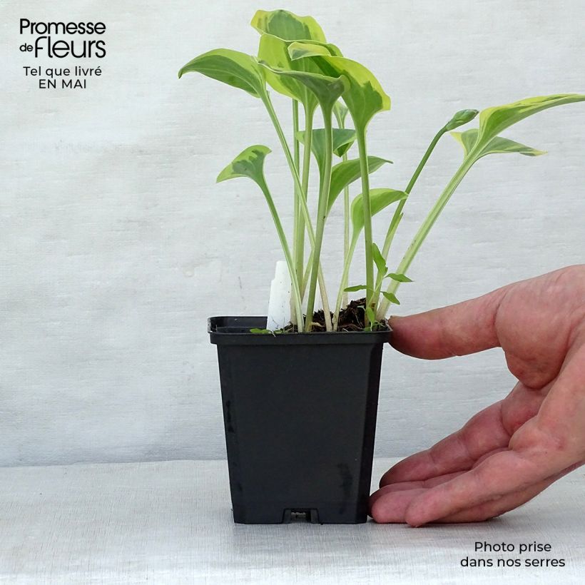 Hosta Golden Tiara Vasetto da 8/9 cm esemplare consegnato in primavera