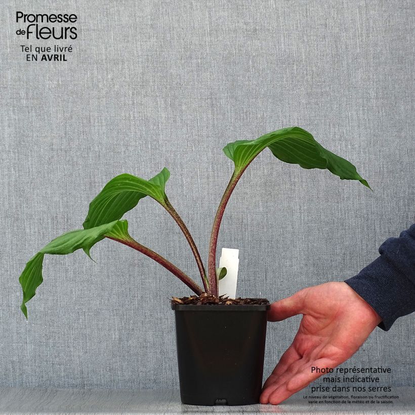 Hosta Gooseberry Sundae Vaso da 1,5L/2L esemplare consegnato in primavera