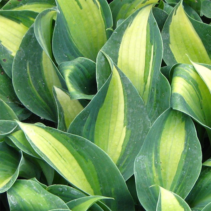 Hosta Grand Marquee (Fogliame)