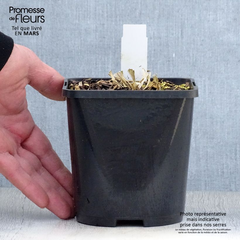 Example of Hosta Great Escape Vaso da 1,5L/2L as you get in printemps