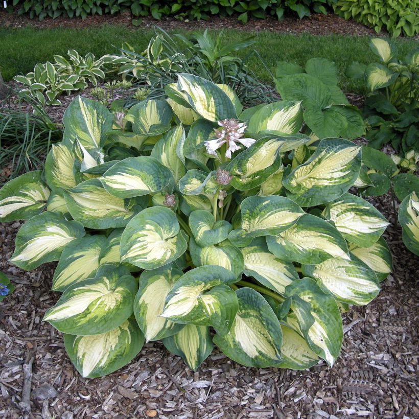 Hosta Great Expectations (Porto)