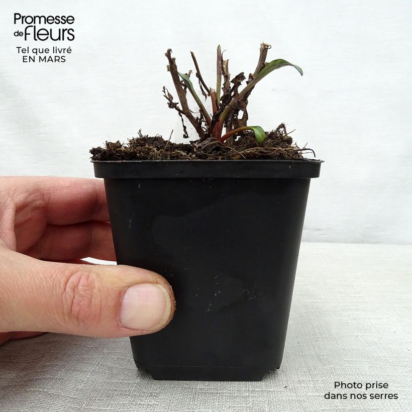 Hosta Green Gold Vasetto da 8/9 cm esemplare consegnato in primavera