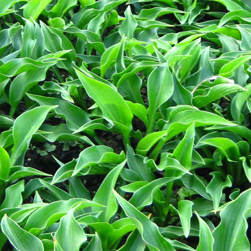 Hosta Harry Van Trier (Fogliame)
