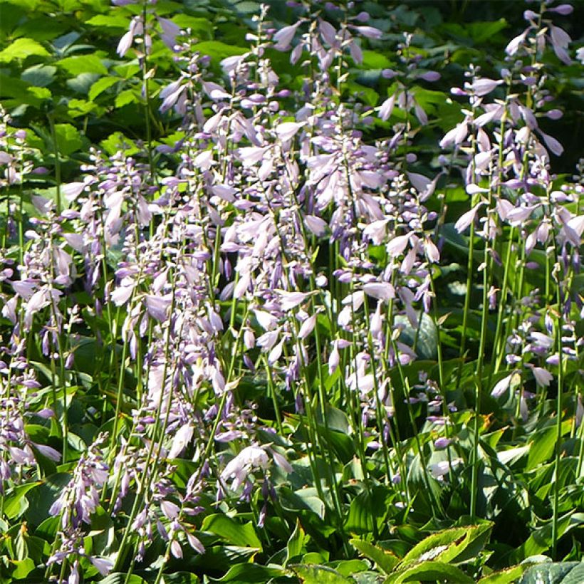 Hosta Harry Van Trier (Fioritura)