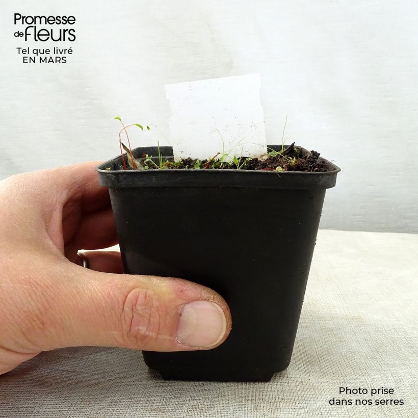 Hosta Harry Van Trier Vasetto da 8/9 cm esemplare consegnato in primavera