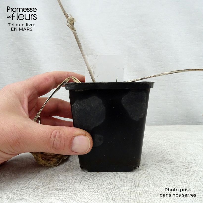 Hosta Herifu Vasetto da 8/9 cm esemplare consegnato in primavera