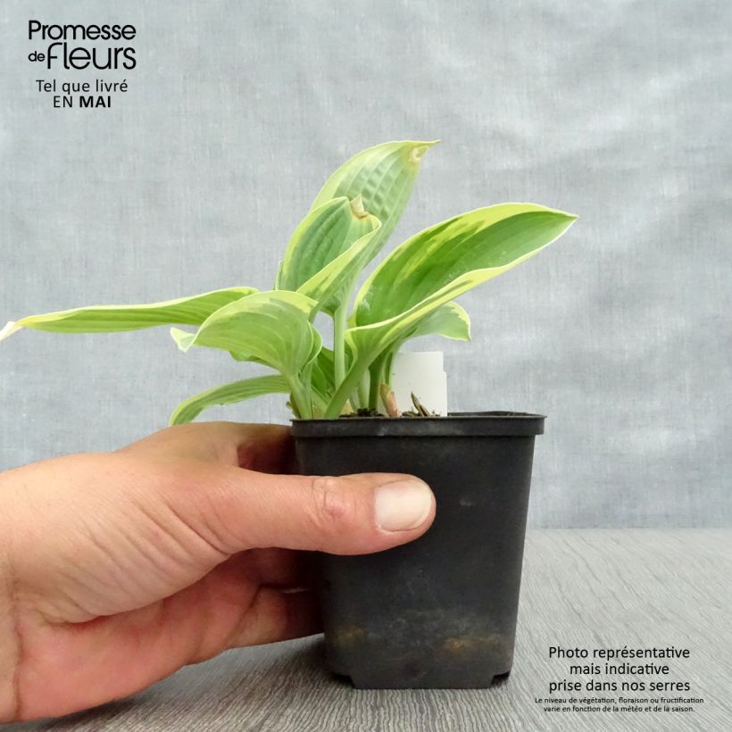 Example of Hosta Honeysong Vaso da 2L/3L as you get in printemps