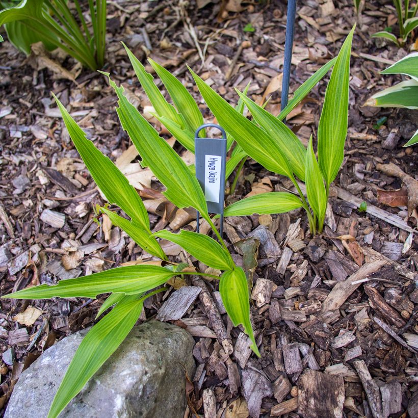 Hosta Hyuga Urajiro (Porto)
