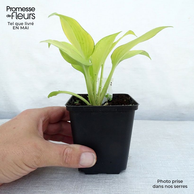 Hosta tardiana June Fever Vasetto da 8/9 cm esemplare consegnato in primavera