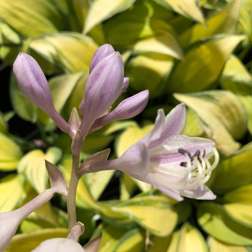 Hosta tardiana June (Flowering)