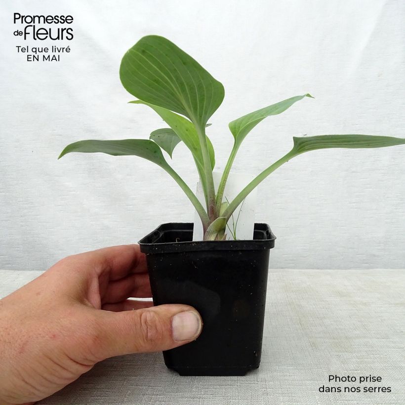 Example of Hosta tardiana June Vasetto da 8/9 cm as you get in printemps
