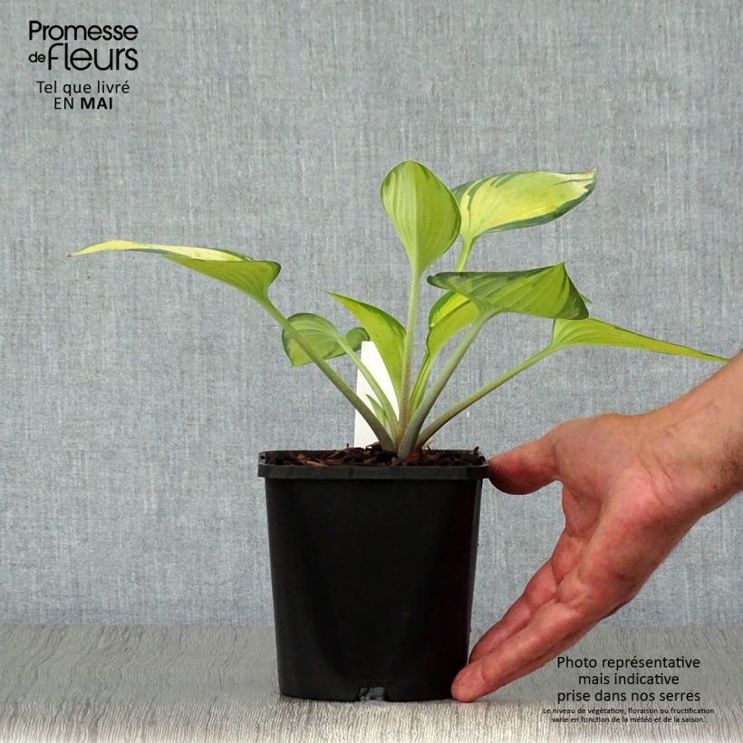Example of Hosta tardiana June Vaso da 1,5L/2L as you get in printemps